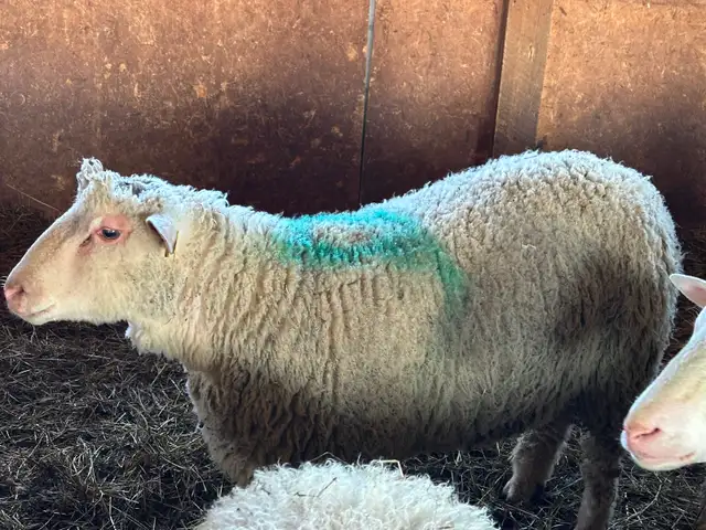 1 Agneau lourd mâle pour Aïd