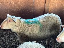 1 Agneau lourd mâle pour Aïd