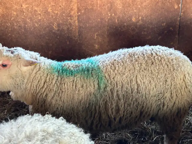 1 Agneau lourd mâle pour Aïd - Photo 2