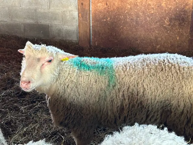 1 Agneau lourd mâle pour Aïd - Photo 3