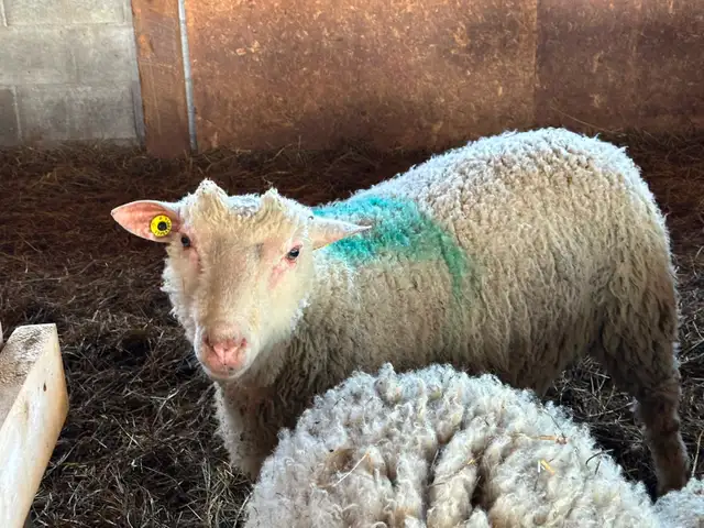 1 Agneau lourd mâle pour Aïd - Photo 4