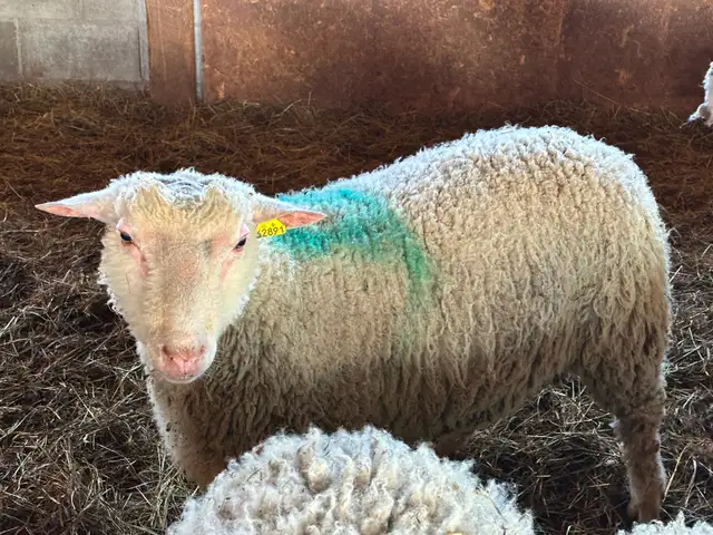 1 Agneau lourd mâle pour Aïd - Photo 5
