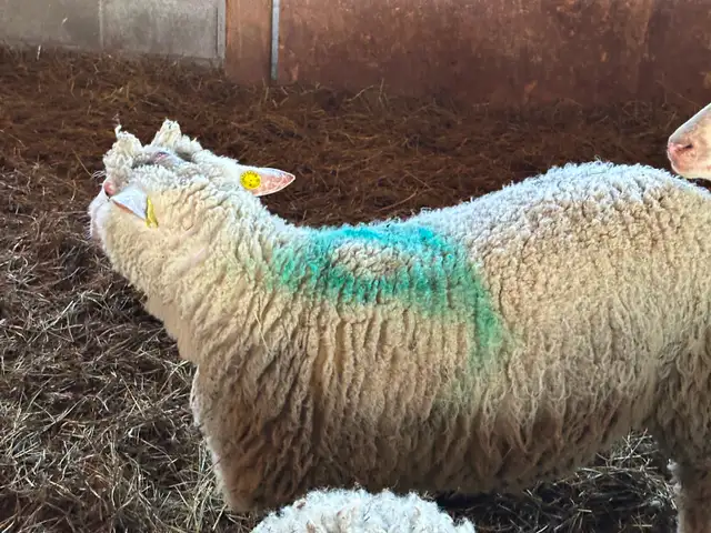 1 Agneau lourd mâle pour Aïd - Photo 6