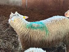 1 Agneau lourd mâle pour Aïd - Photo 6