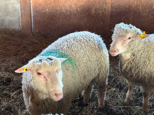 1 Agneau lourd mâle pour Aïd - Photo 7