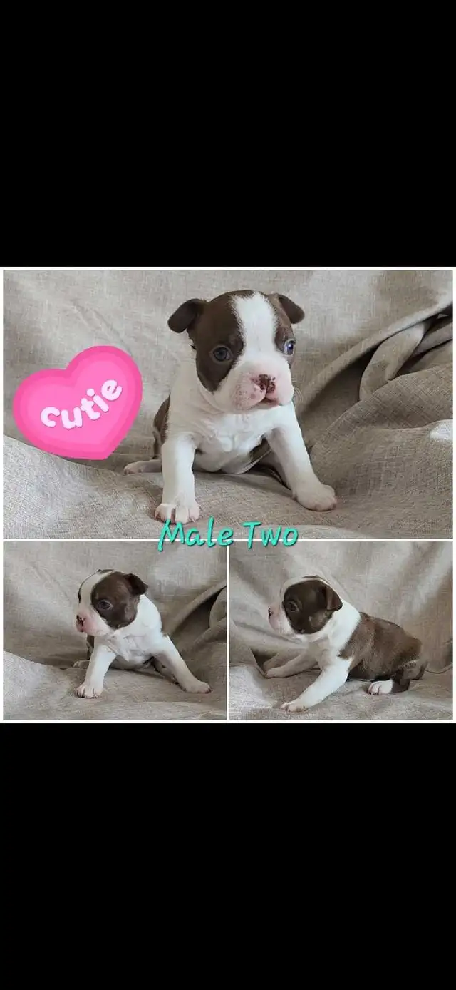 Beautiful Boston Terrier Puppies