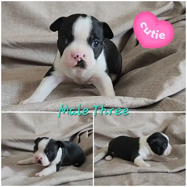Beautiful Boston Terrier Puppies - Photo 2