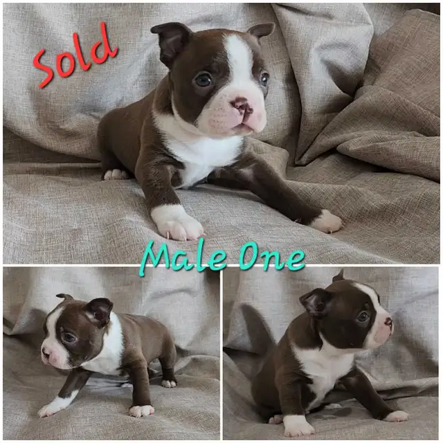 Beautiful Boston Terrier Puppies - Photo 3