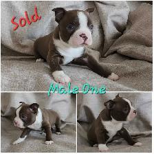 Beautiful Boston Terrier Puppies - Photo 3