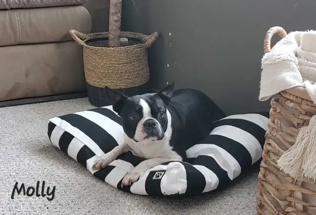 Beautiful Boston Terrier Puppies - Photo 4