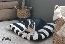 Beautiful Boston Terrier Puppies - Photo 4
