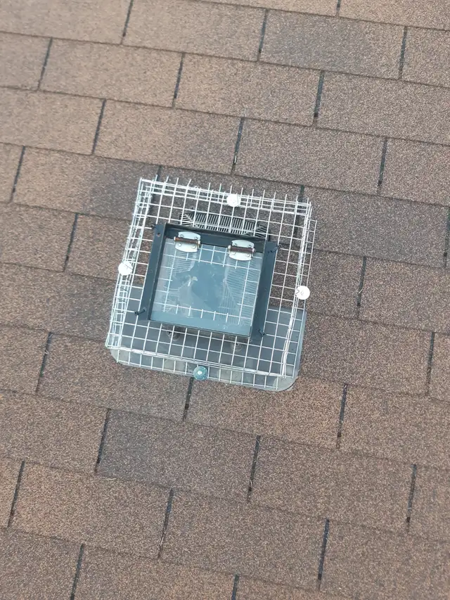 Wildlife Removal Services-Raccoon/Skunk/Bird/Mice/Squirrel - Photo 2