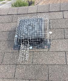 Wildlife Removal Services-Raccoon/Skunk/Bird/Squirrel/Mice - Photo 4
