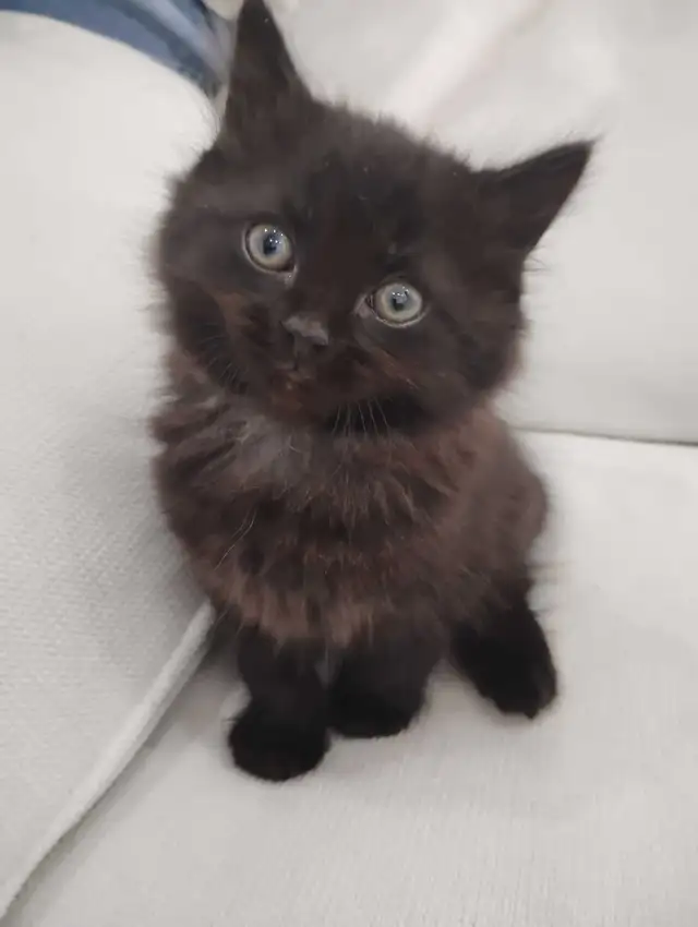 Chaton Sibérien hypoallergénique - Photo 3