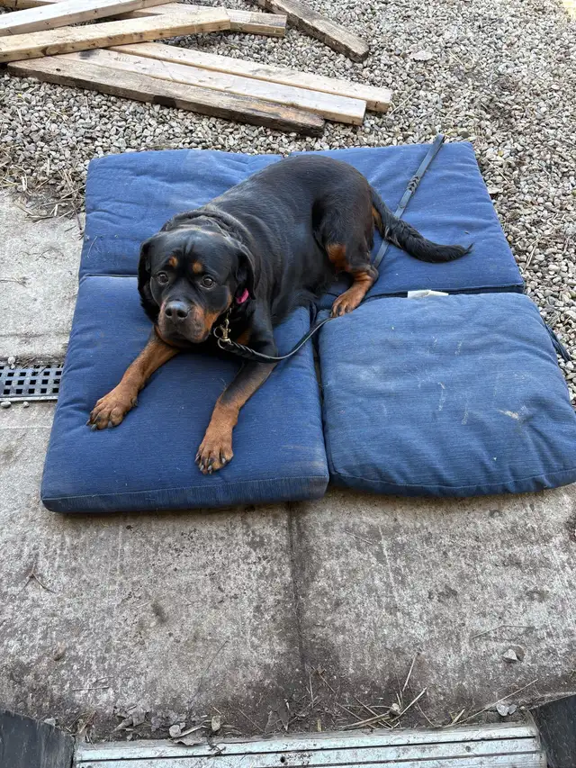 Purebred Rottweilers