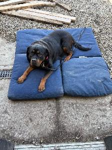 Purebred Rottweilers