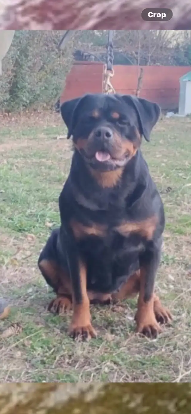 Purebred Rottweilers - Photo 2