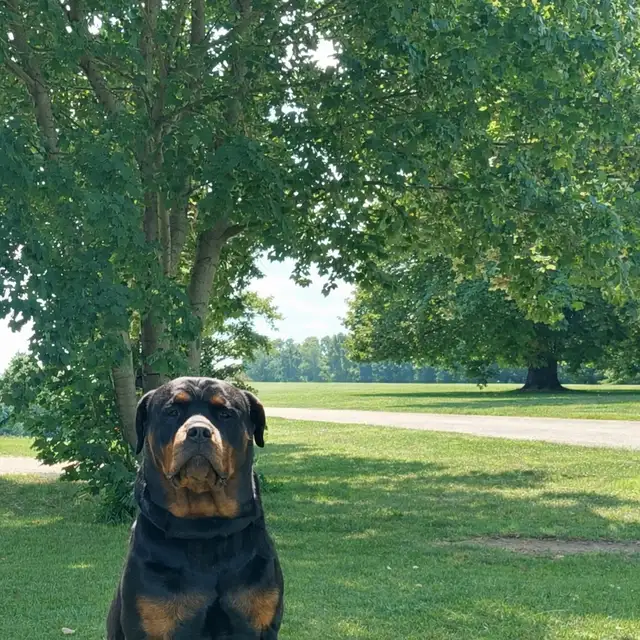 Purebred Rottweilers - Photo 3