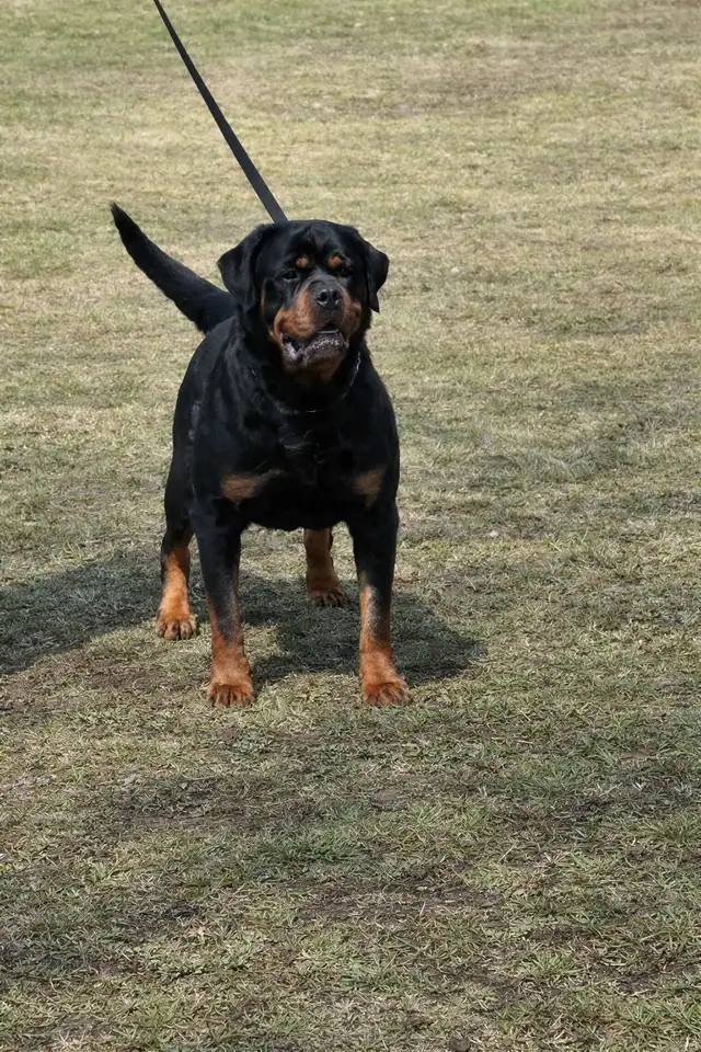 Purebred Rottweilers - Photo 4