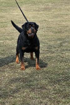 Purebred Rottweilers - Photo 4