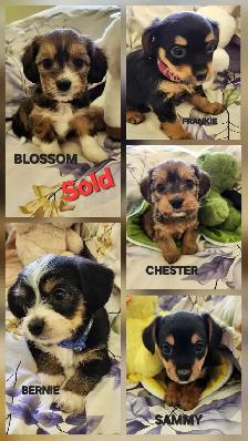DORKIE PUPPIES FOR SALE