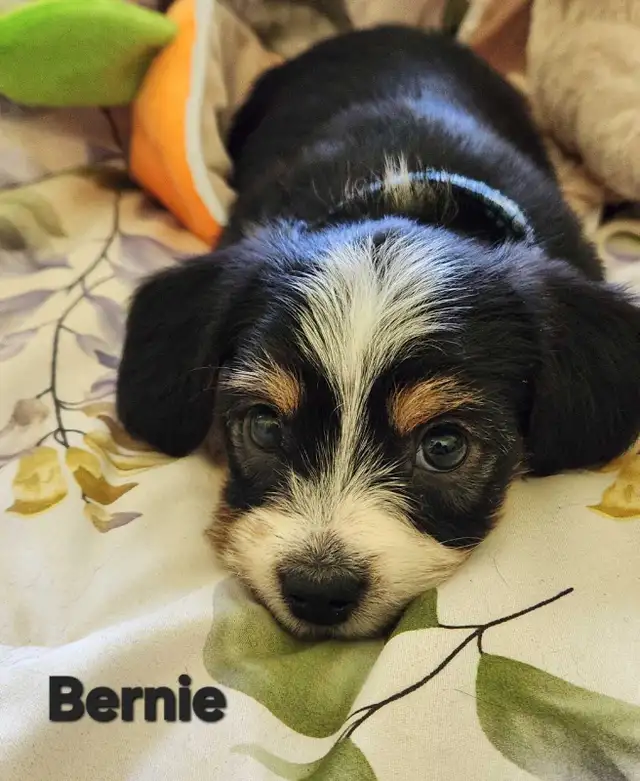DORKIE PUPPIES FOR SALE - Photo 2
