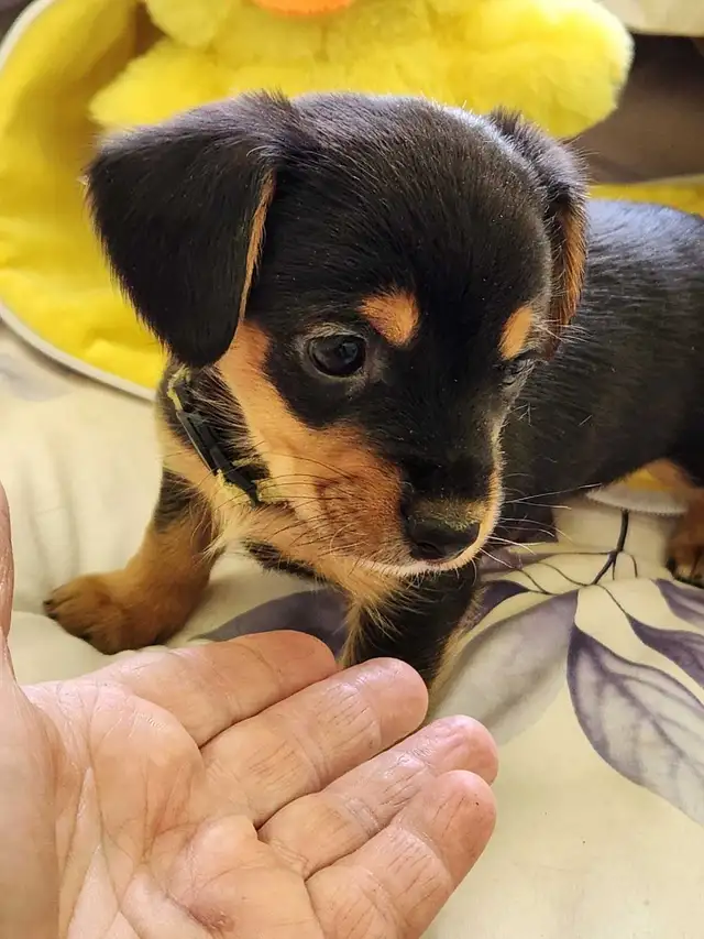 DORKIE PUPPIES FOR SALE - Photo 4