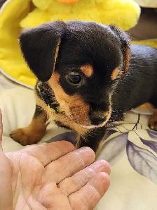 DORKIE PUPPIES FOR SALE - Photo 4