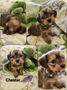 DORKIE PUPPIES FOR SALE - Photo 7