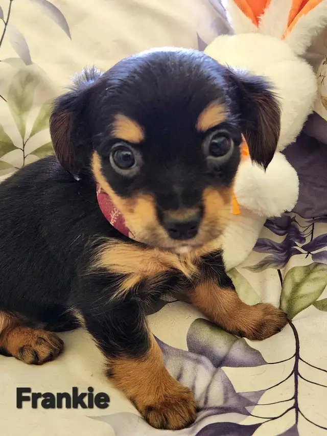 DORKIE PUPPIES FOR SALE - Photo 8