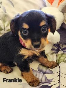 DORKIE PUPPIES FOR SALE - Photo 8