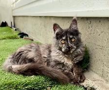 CCA Maine Coon Kittens: Ready Now & June Reservation