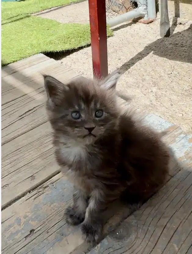 CCA Maine Coon Kittens: Ready Now & June Reservation - Photo 3