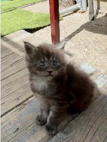CCA Maine Coon Kittens: Ready Now & June Reservation - Photo 3