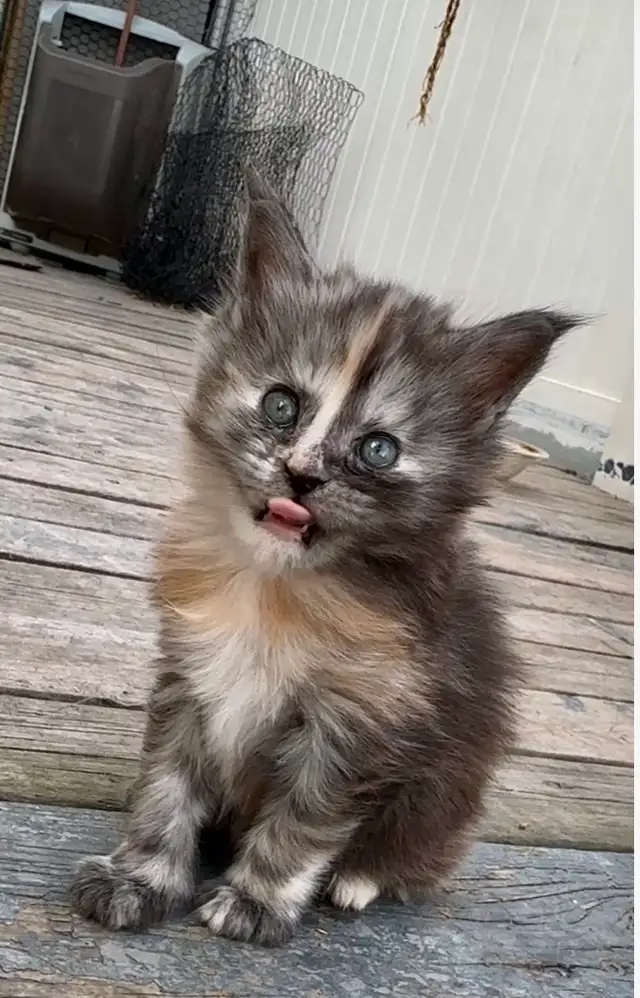 CCA Maine Coon Kittens: Ready Now & June Reservation - Photo 4