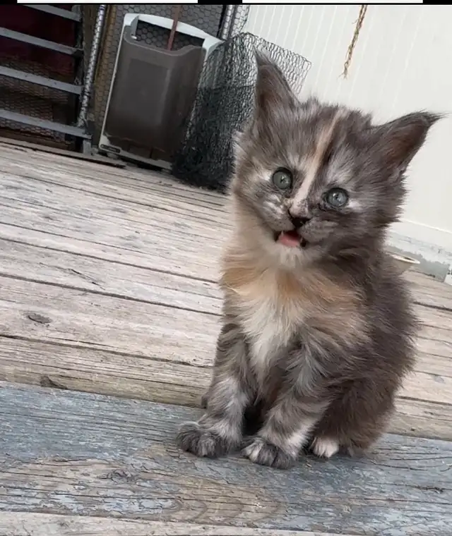 CCA Maine Coon Kittens: Ready Now & June Reservation - Photo 5