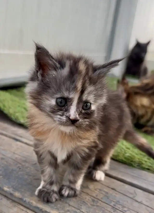 CCA Maine Coon Kittens: Ready Now & June Reservation - Photo 7