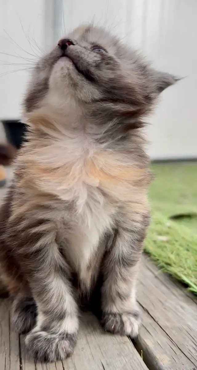 CCA Maine Coon Kittens: Ready Now & June Reservation - Photo 9