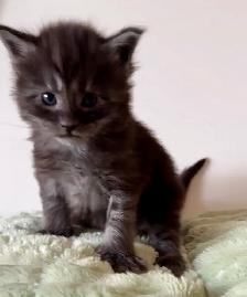 CCA Maine Coon Kittens: Ready Now & June Reservation - Photo 10
