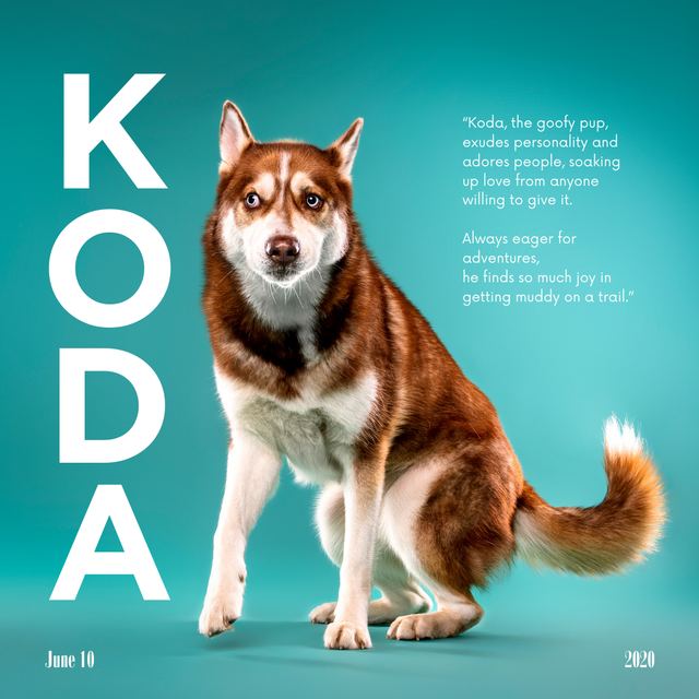 High-End Pet & Product Photo/Video Service