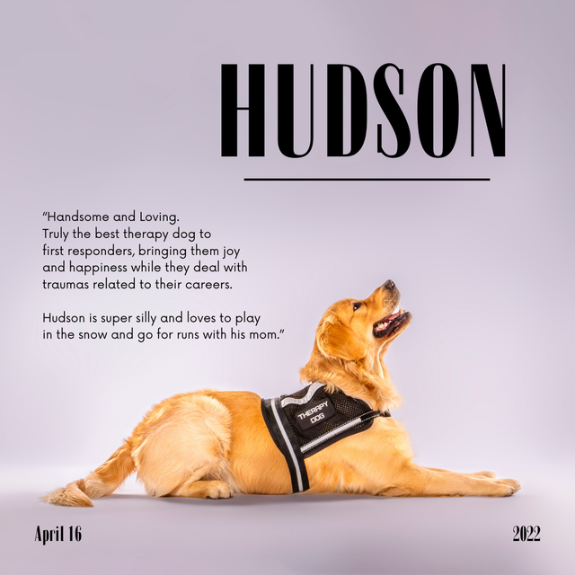 High-End Pet & Product Photo/Video Service - Photo 2