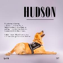 High-End Pet & Product Photo/Video Service - Photo 2