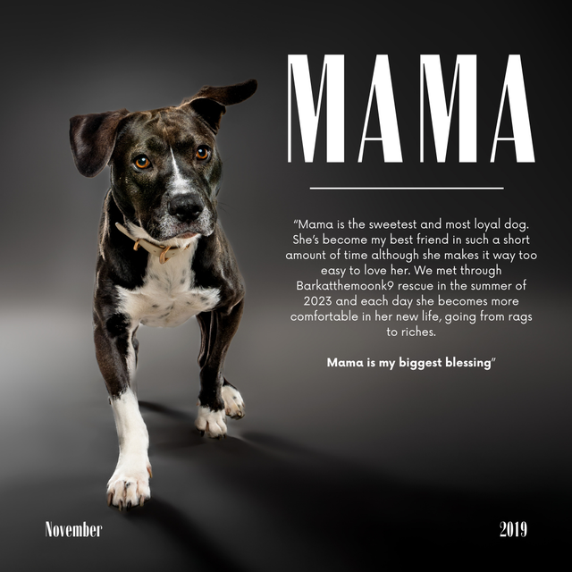 High-End Pet & Product Photo/Video Service - Photo 3