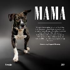 High-End Pet & Product Photo/Video Service - Photo 3