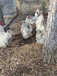 Fertilized Lavender Orpington hatching eggs