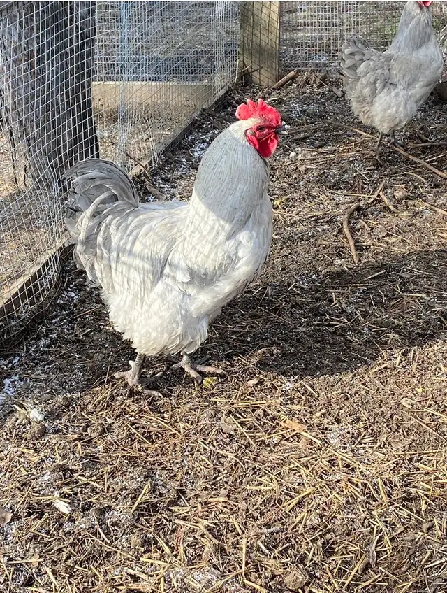 Fertilized Lavender Orpington hatching eggs - Photo 2