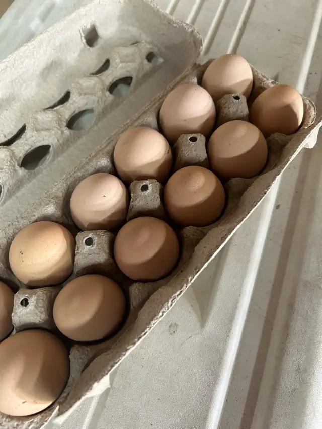 Fertilized Lavender Orpington hatching eggs - Photo 4