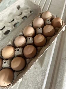 Fertilized Lavender Orpington hatching eggs - Photo 4