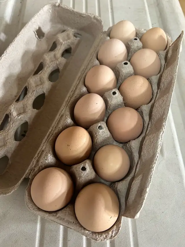 Fertilized Lavender Orpington hatching eggs - Photo 5