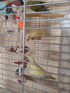 bébé inséparable nain âgé de 4 mois docile